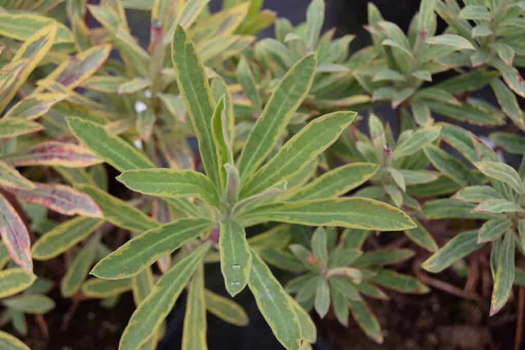 Euphorbia x martini 'Ascot Rainbow' ® ---